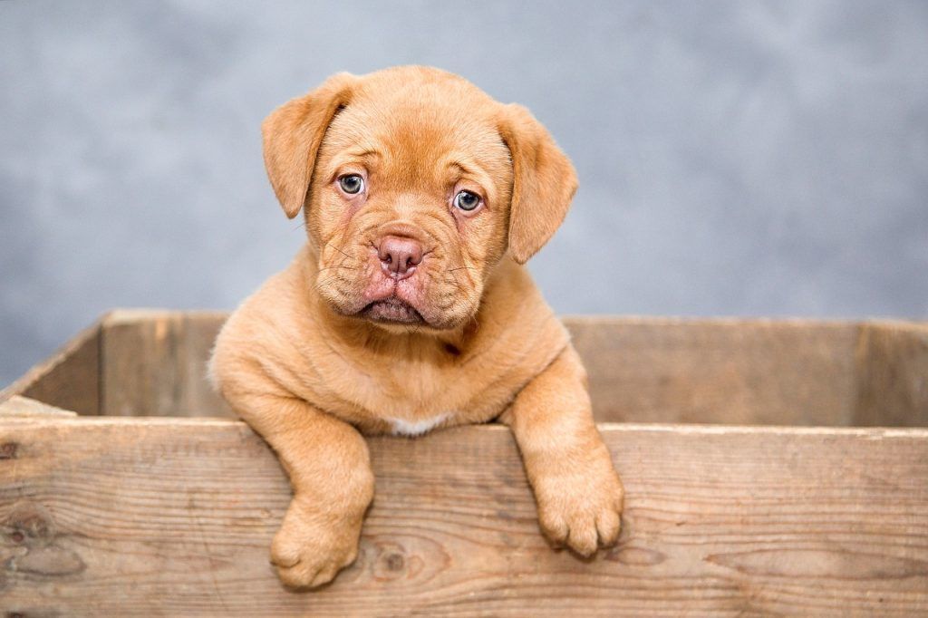 Los perros son “cosas”: aplican los vicios redhibitorios si al adquirirlo presentaba una enfermedad.