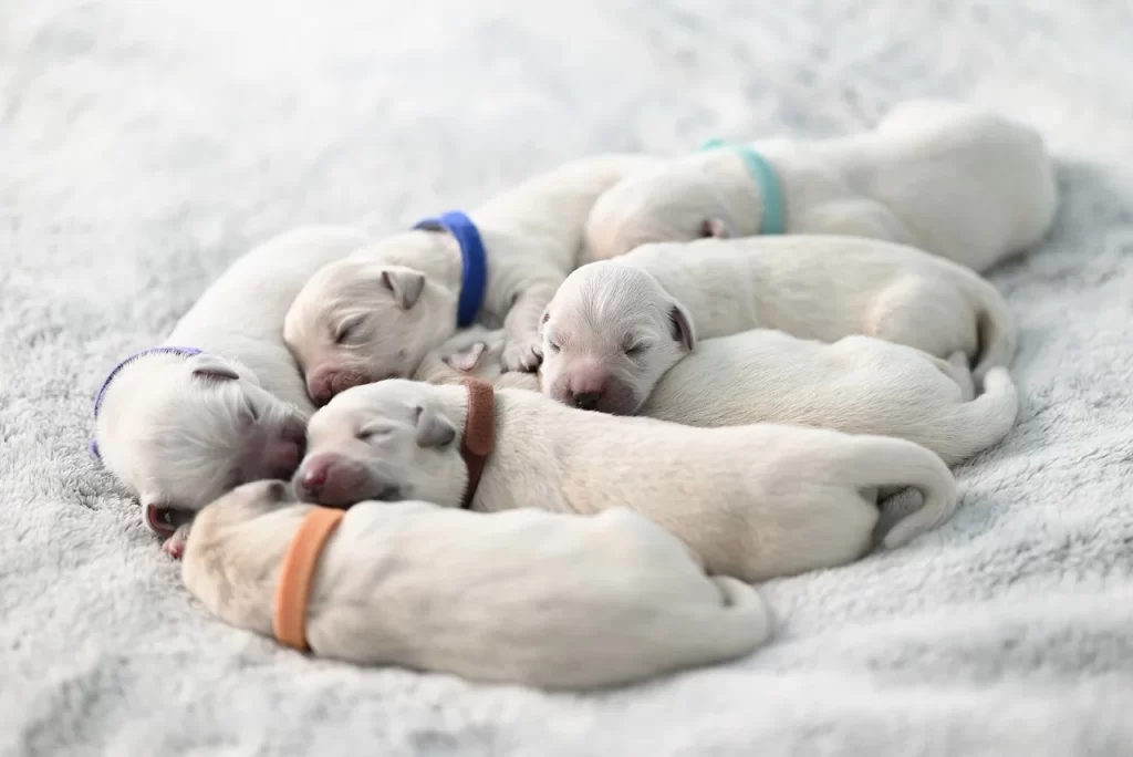 Pérdida de chance por mala praxis veterinaria: el valor de 4 cachorros.